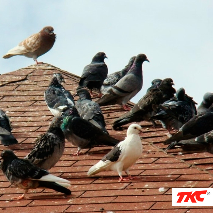 fumigacion contra aves, pajaros