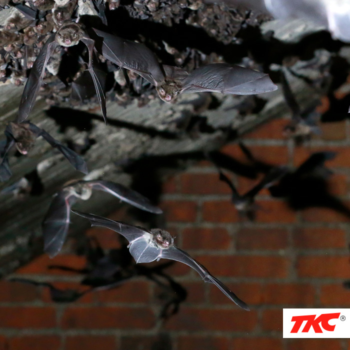 fumigaciones contra murcielagos
